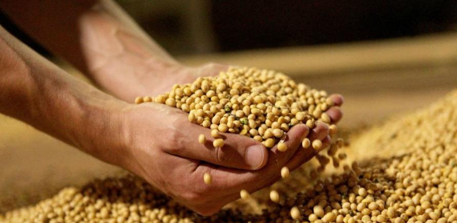 UNDP raspisao javni poziv za proizvodnju soje u 2019. godini