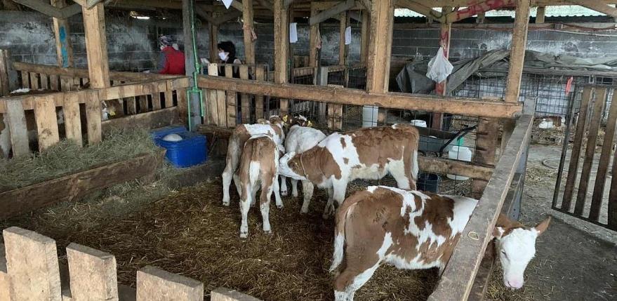 Mujanović: Uvozimo meso iz centara zaraze, a domaća živa stoka treba da 'crkava'