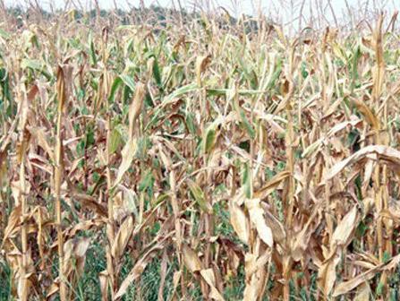 Indirektne štete od suše u poljoprivredi RS-a više od 500 miliona KM 