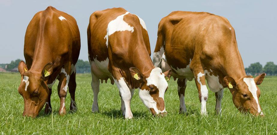 Sve više farmi muznih krava izgrađenih po najsavremnijim standardima