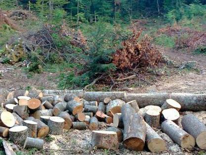 Krađa šuma: Višemilionski gubici i preko dvije hiljade prijava