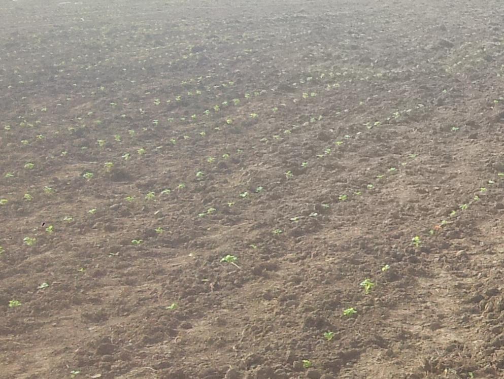 Terra Sana podigla plantažu matičnjaka na površini od 1,9 hektara