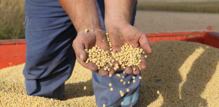 U RS-u nisu otkriveni usjevi GMO soje