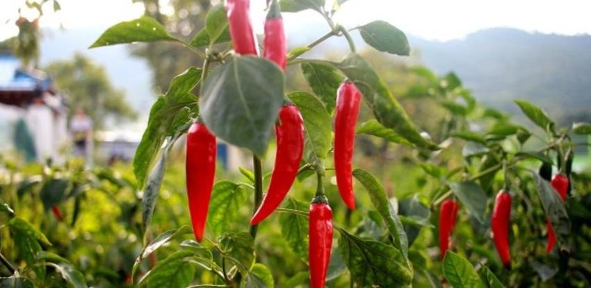 Uz pomoć dijaspore, Tuzlaci se okreću proizvodnji ljutih paprika