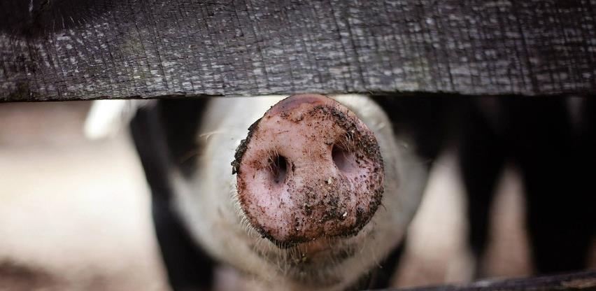 Farmeri u RS-u negoduju, otkupljena trećina tovnih svinja