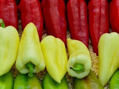 Gradiška: Za sadnju paprika zainteresovano 30 povratnika