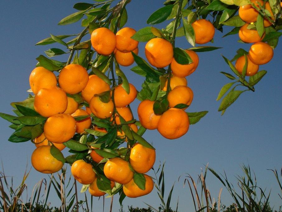 Mandarine sa Neretve bez većeg plasmana