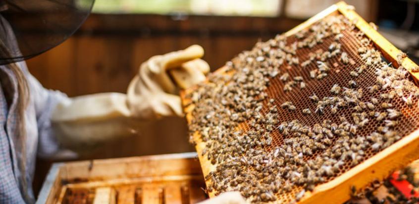 Zbog suše na tržištu je sve manje meda