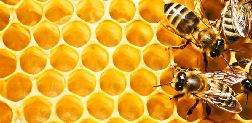 Firma iz Trebinja lider u proizvodnji prihrane za pčele za jugoistočnu Evropu