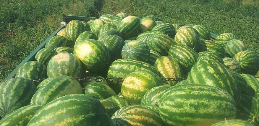 Albanska lubenica preplavila hercegovačko tržište