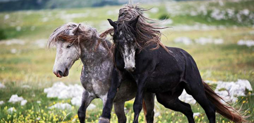 Osnovana još jedna ergela za uzgoj bosanskog brdskog konja