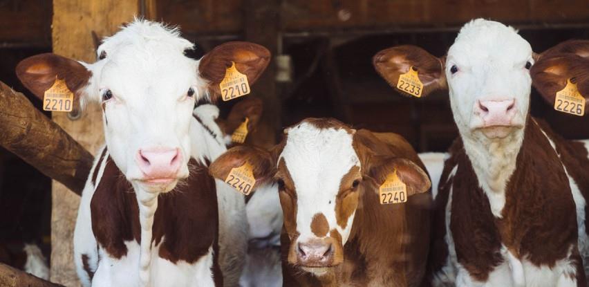 Ispunjavanjem izvozne kvote mesa goveda smanjiti tržišne viškove