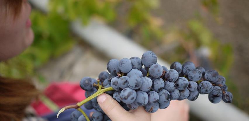 U trebinjskim vinogradima počela berba žilavke, rod veći za 30 odsto