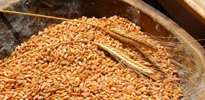 Poletjele cijene pšenice u Evropi