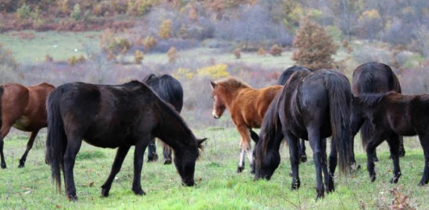 Bosanski brdski konj nije više ekstremno ugrožena pasmina