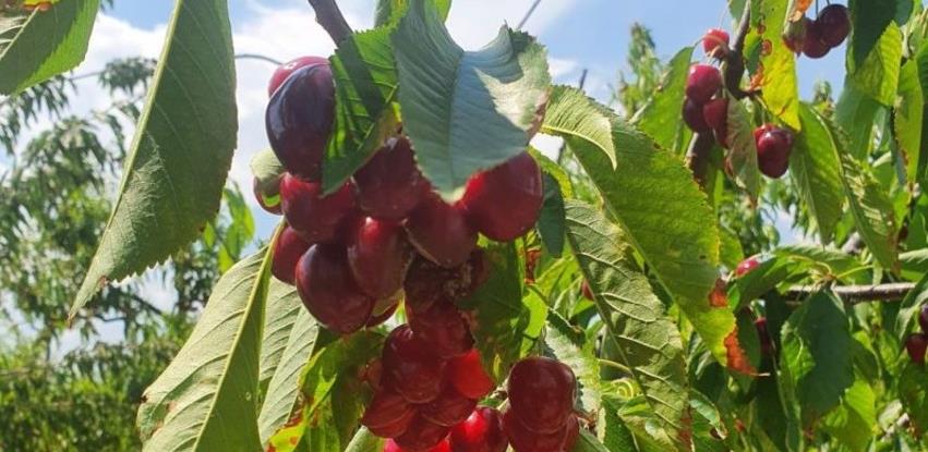 Izrađen priručnik: Savremenim način uzgoja trešnje do većih prinosa