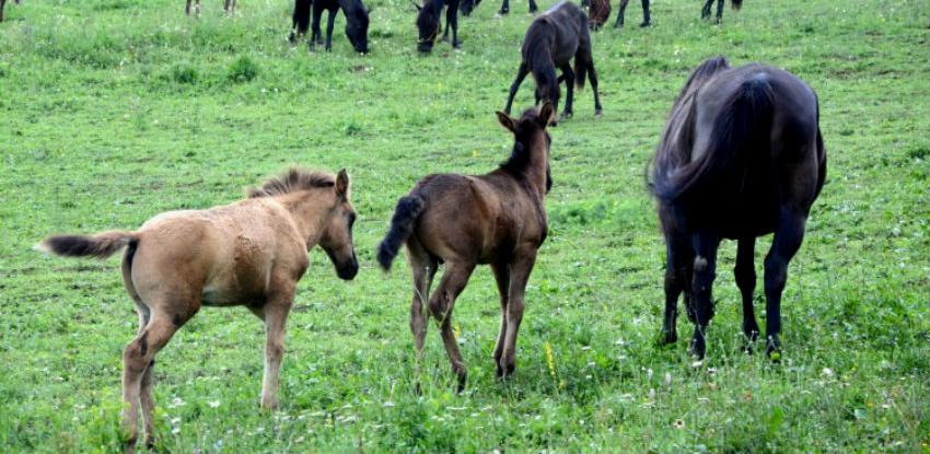 Raste interes za plemenitu pasminu bosanskog brdskog konja