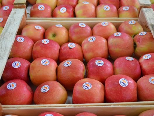 Nova isporuka Jaffa-Komerca: Jabuke iz Blagaja na tržištu Jordana