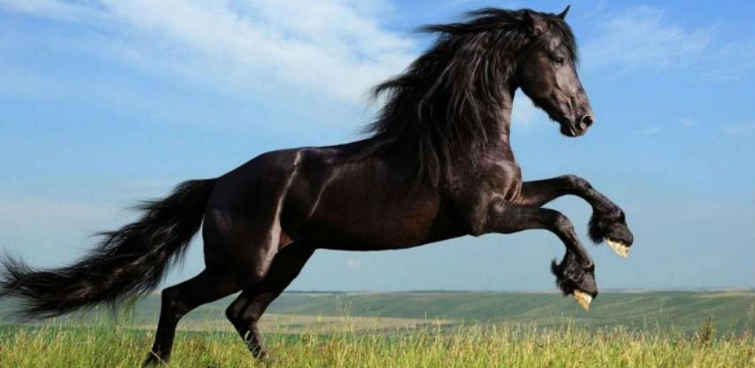 Bosni i Hercegovini odobren izvoz konja u Evropsku uniju