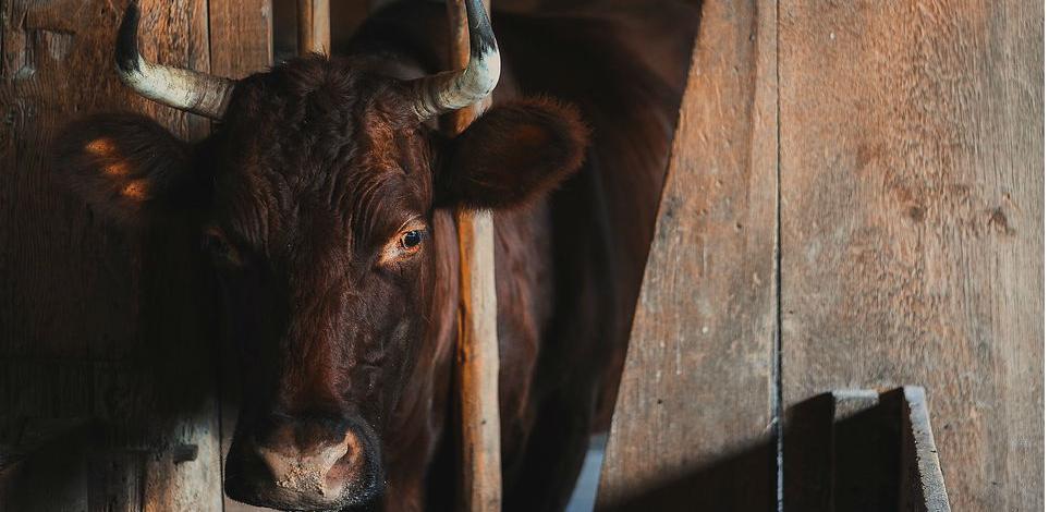 Iz naftnog biznisa u poljoprivredu: Hifa investira u farmu goveda