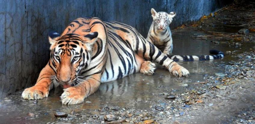U Pionirsku dolinu stiže novi stanovnik - bengalski tigar