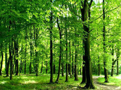 Nacrt zakona o šumama: Predviđene veće kazne za krađu šuma
