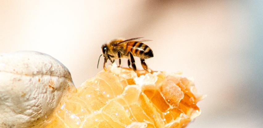 Hercegovački pčelari pripremaju se za novu pčelarsku sezonu