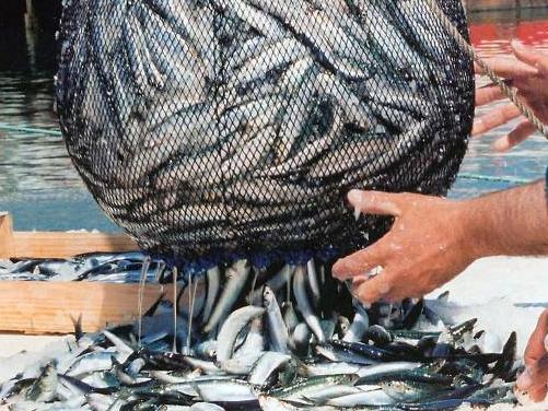 Proizvođači ribe iz RS-a biće prinuđeni da uskoro povećaju cijene