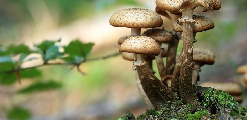 Šume i proplanci u BiH obiluju vrsnim gljivama, idealni uslovi za urod