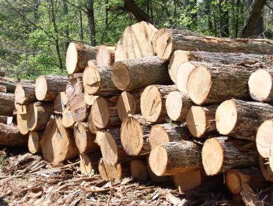 Povećana proizvodnja šumskih sortimenata za 7,78 odsto