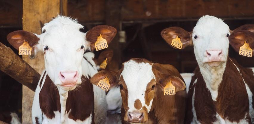 Oko 15 hiljada mljekara na udaru vrtoglavog rasta cijena stočne hrane
