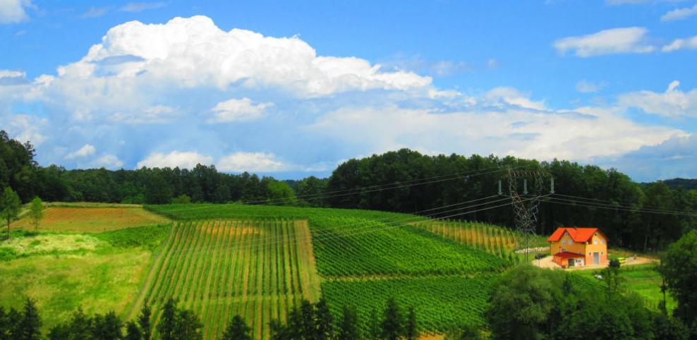 Priča o prnjavorskoj vinariji: Iskrčili zaraslu njivu i pokrenuli biznis