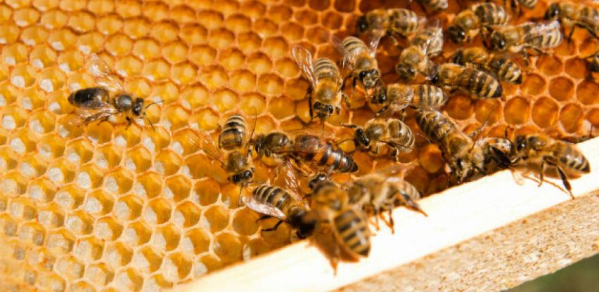Dobre prakse iz Sjeverne Makedonije primijeniti u bh. pčelarstvu