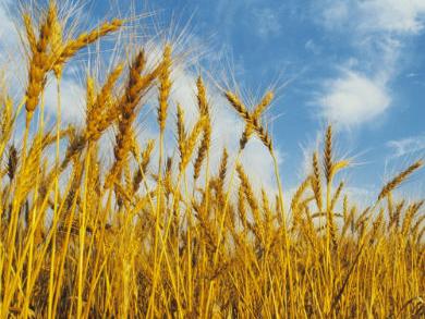 Vlada RS: Kreditno podržati proizvođače pšenice
