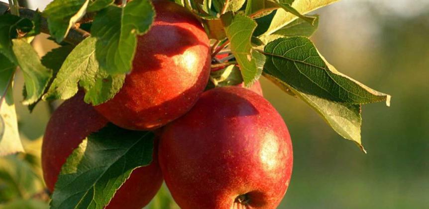 Uvozna jabuka u BiH skoro pa besplatna
