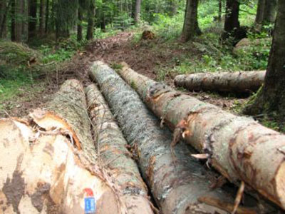 Drvoprerađivači insistiraju na donošenju zakona o šumama na nivou FBiH