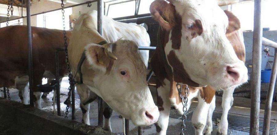 Lani prodato 30.000 litara više mlijeka nego u rekordnoj 2018.​
