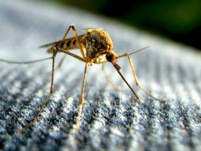 Zašto komarci više napadaju neke ljude od drugih?