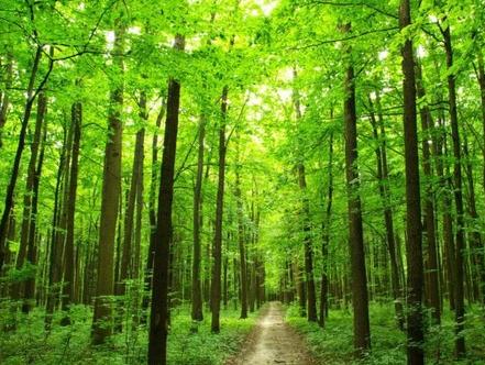 Federaciji BiH hitno potreban zakon o šumama