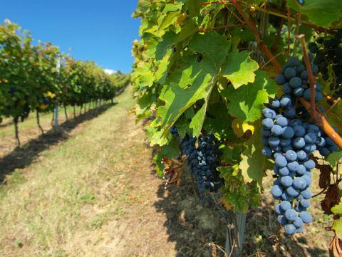 Hercegovački vinogradari očekuju rekordan prinos