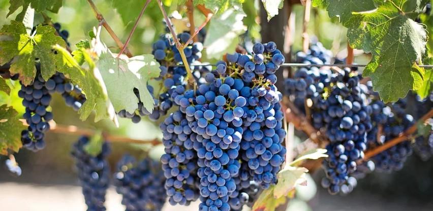 Domaće vinare brinu grozdovi iz uvoza, neophodan zakon o vinu