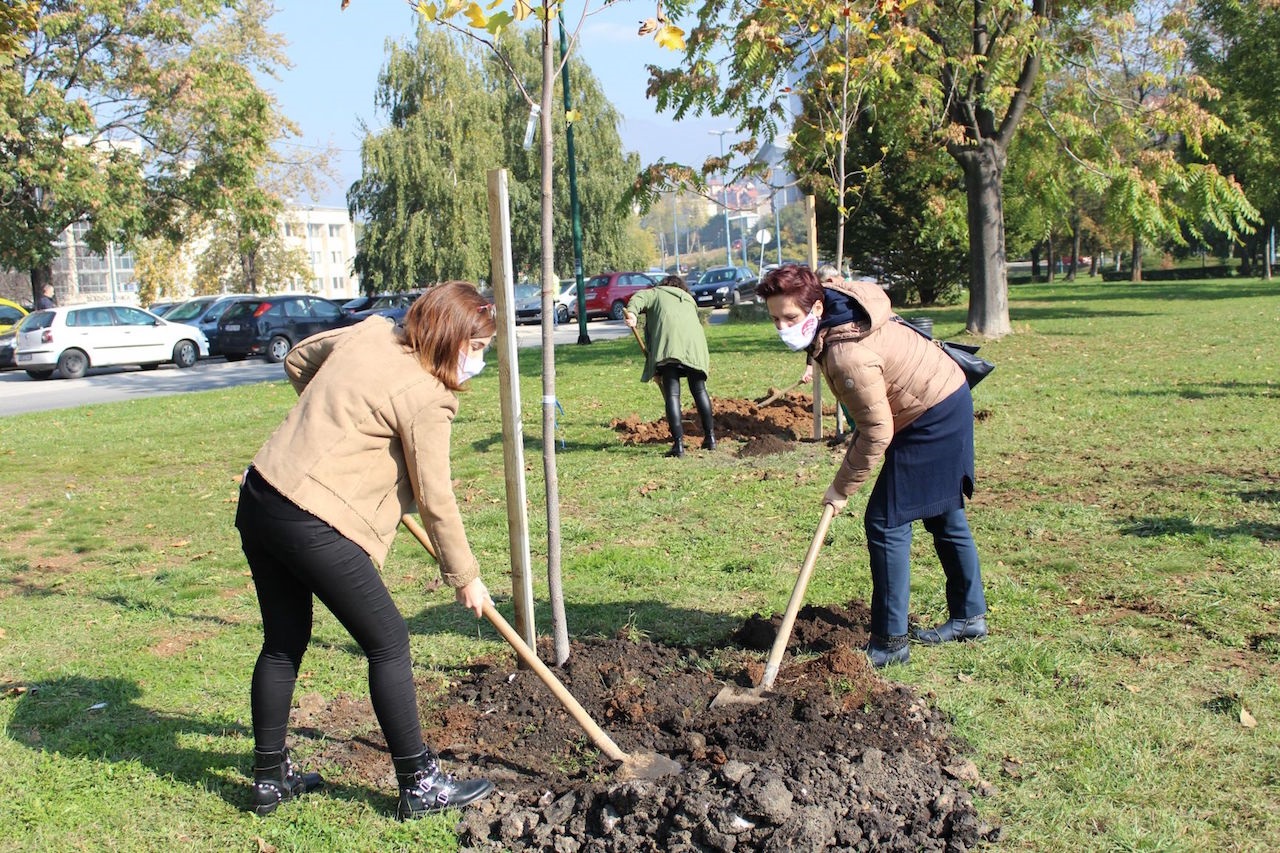 ProCredit Bank jača pluća grada: U centru Sarajeva zasadili stabla
