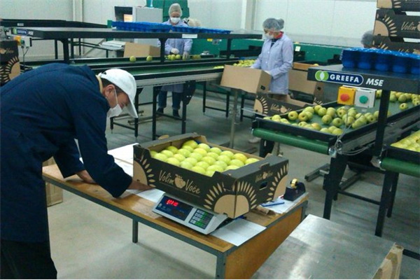Okončana uspješna sezona: Jabuke iz Popovog polja izvezene u Holandiju 