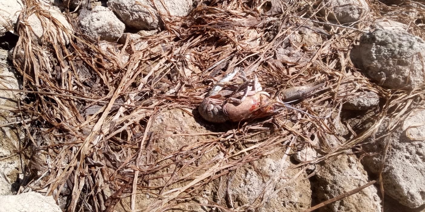 Pomor ribe u Grudama: Rijeka Tihaljina gotovo presušila