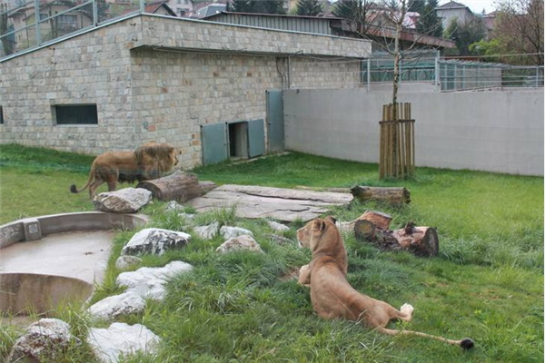 Lav i lavica od jutros zajedno u trkalištu u RZC Pionirska dolina i zoo vrt