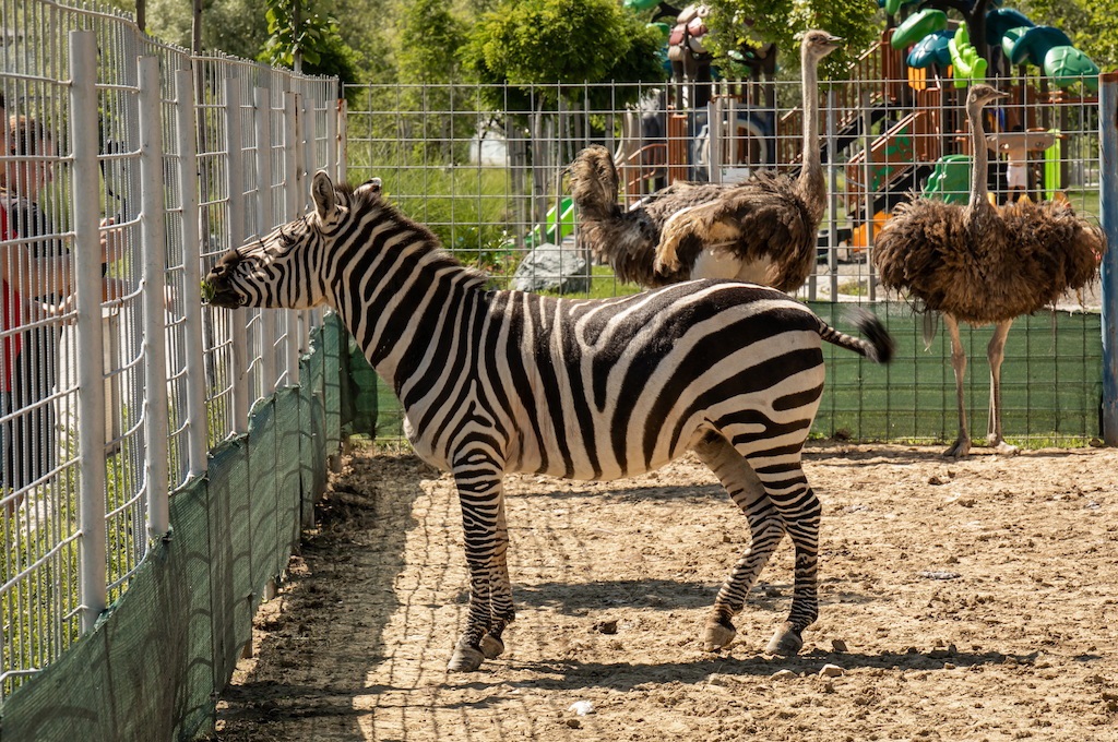 Zoo vrt Bingo, oaza mira i sadržaji za cijelu porodicu