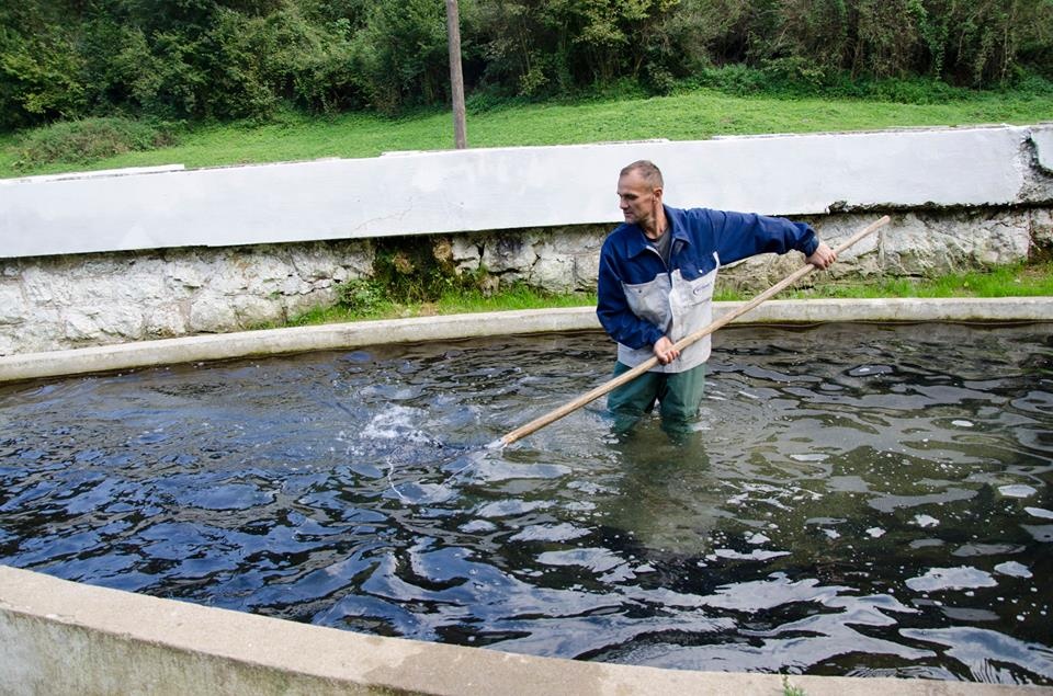 Bosnet vraća sjaj čuvenom ribnjaku: 'Žunovnica' ponovo radi