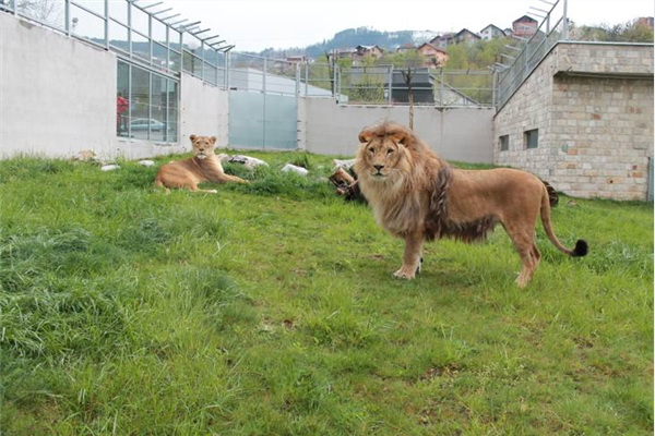 Lav i lavica od jutros zajedno u trkalištu u RZC Pionirska dolina i zoo vrt