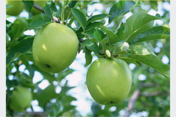 Jaffa-Komerc sa svoje plantaže nudi samo najbolje i najzdravije jabuke