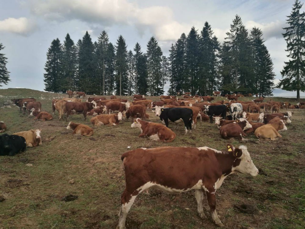 Banjalučka firma digla Farmu Romanije na noge: Prve količine mlijeka najesen